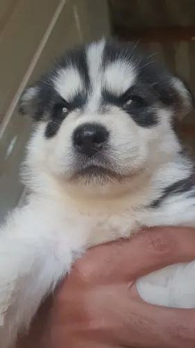 Husky Siberiano