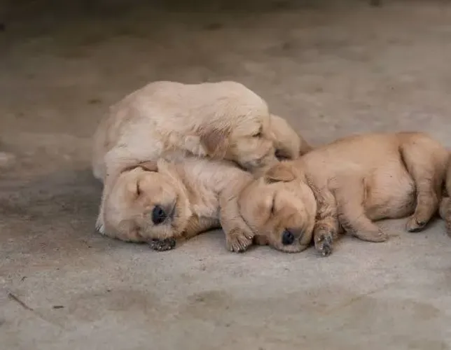 Filhotes de Golden Retriever Disponíveis ?