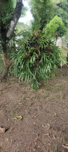 CHIFRE DE VEADO com no mínimo 15 anos . Super imponente e exuberante.Valoriza qq ambiente.