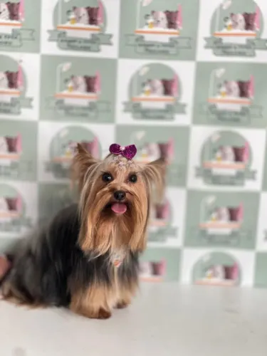 Yorkshire terrier fêmea filhote
