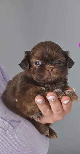 Filhote de shih tzu ótima genética.