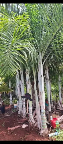 Palmeira Areca de locuba 3 metros 