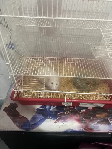 Vendo rato com a gaiola macho mancinho