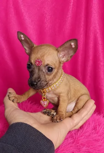 Pinsher miniatura fêmea disponível 