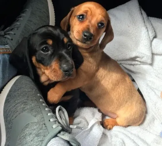 Filhote de cachorro dachshund/teckel/basset/salsicha/cofap dócil