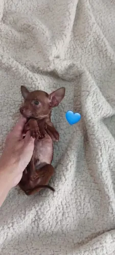 Pinscher 