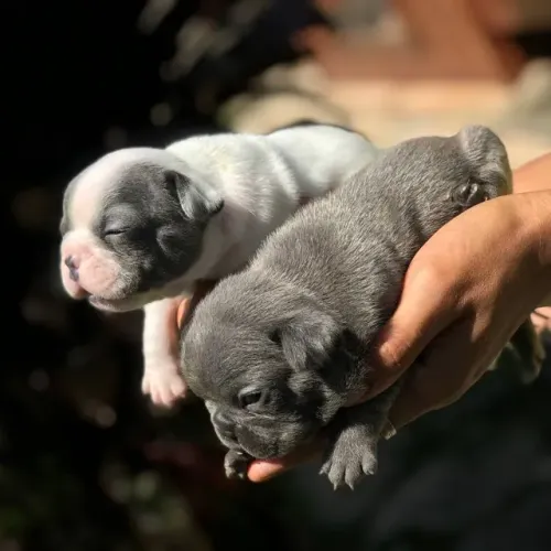 Bulldog Francês Filhote para Adoção - Pronto pra encher sua casa de amor!