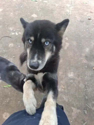 Husky siberiano