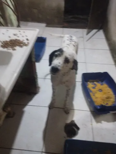 Doação de um cachorro adulto 