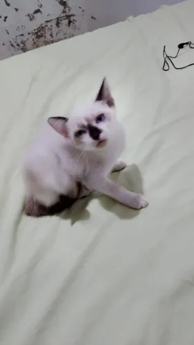 Gatinhos pra doação 
