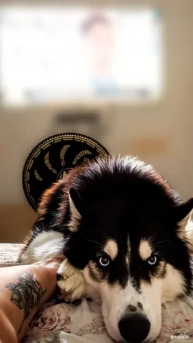 Procuro husky fêmea 
