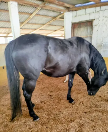 Égua Quarto de Milha Preta 
