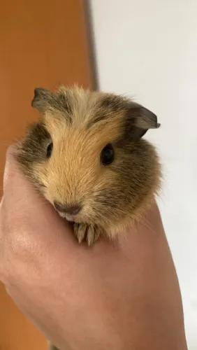 Porquinho da índia