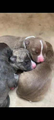Pit Bull Femea