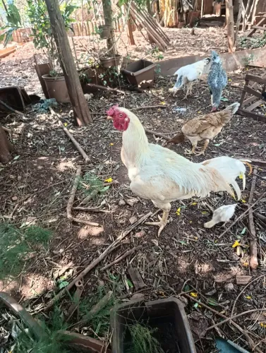 galo de raça