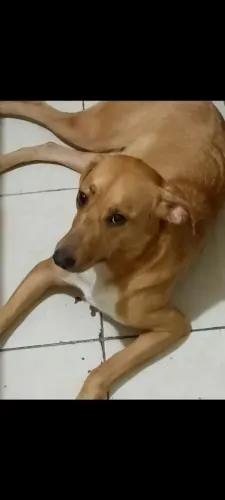 Estou doando dois cachorros motivo estou me mudando e lá não aceita animais só dou os dois