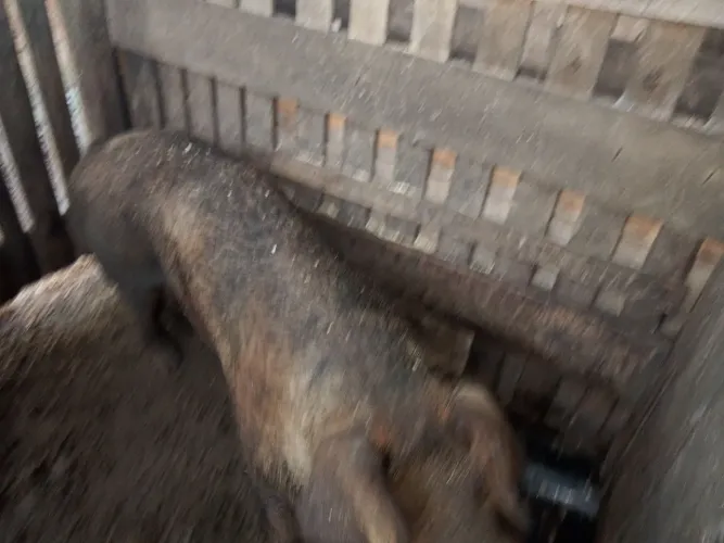 Vendo porca