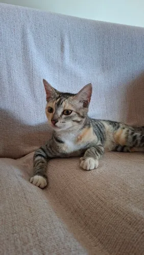 Gata para Adoção 