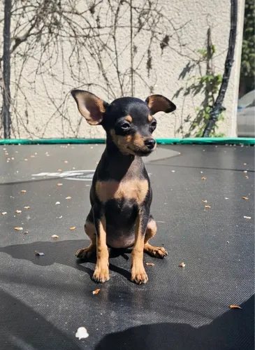 Filhotes De Pinscher - Pequenos Anjos Peludos Esperando Por Um Lar