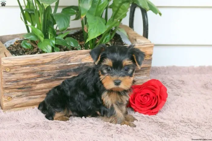 Yorkshire Terrier,Yorkshire Terrier Filhote Vacinado e Vermifugado
