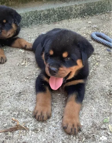 Rottweiler Filhotes Ótimo Porte e Comportamento.