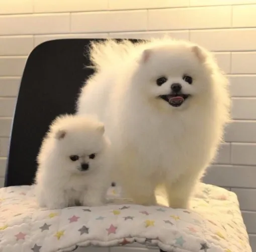 Filhotes De Spitz Alemão - Seu Novo Melhor Amigo Pode Estar Aqui