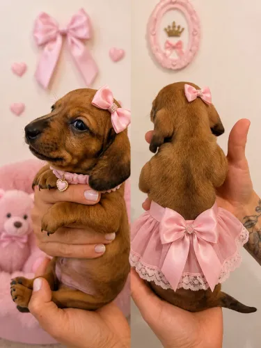 Filhote de salsicha Dachshund