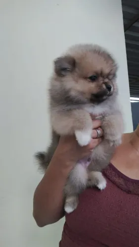 Vendo Spitz alemão anão