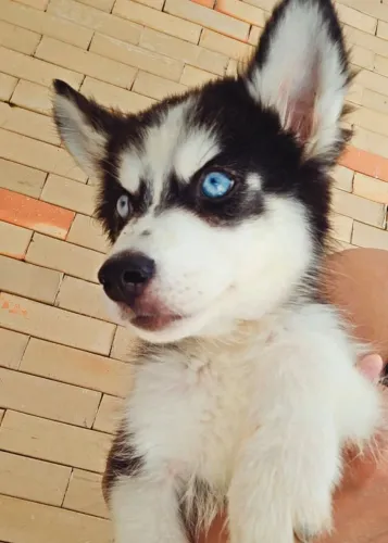 HUSKY SIBERIANO MACHO