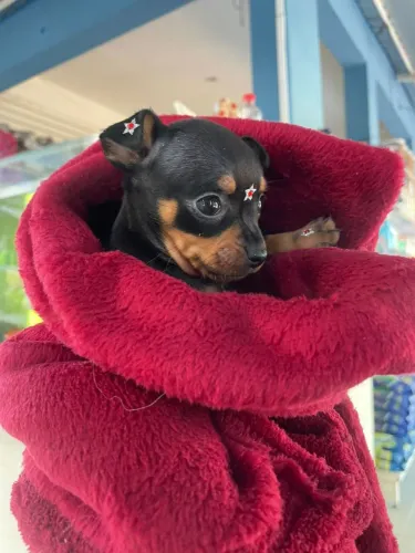 Pinscher miniatura fêmea cor preto e canela 