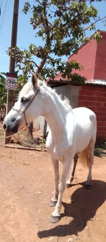cavalo tordilho marchador
