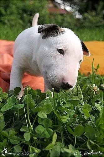 Bull Terrier Carinho que acompanha mudanças
