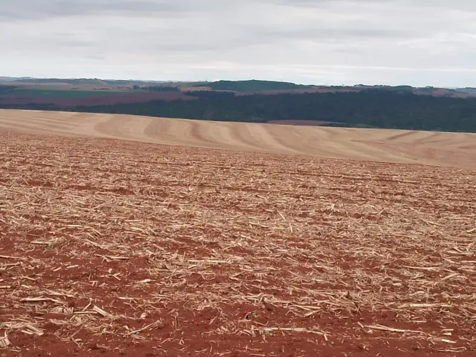 Sítio  5.5 alqueiro plantado 5 alqueiro