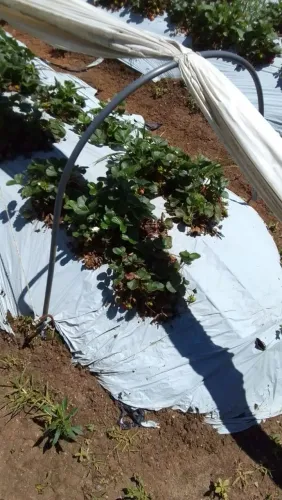 Arcos para túneis de morangos 