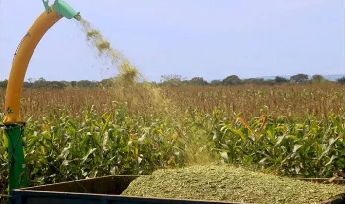 Roça de milho para Silagem em Carambeí