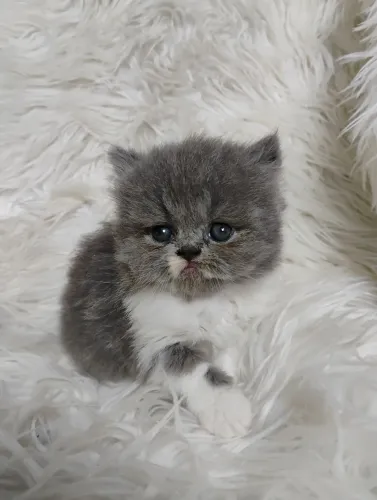 Filhote persa fêmea 