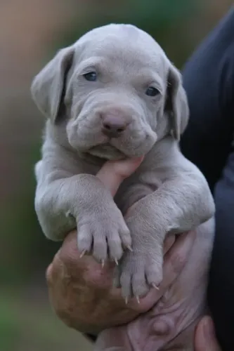 Filhote de Weimaraner à venda !