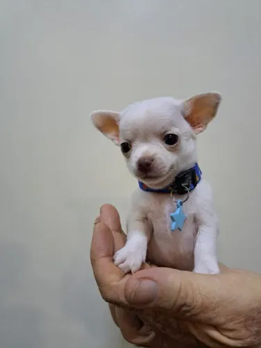 Chihuahua Fêmea Pequeno Golden: A Beleza Que Enche Seu Lar de Luz!