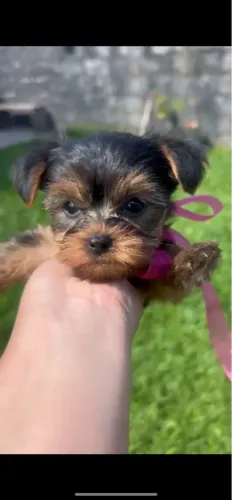 Yorkshire Fêmea mini