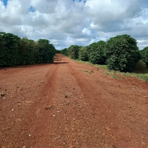 Fazenda de café a venda
