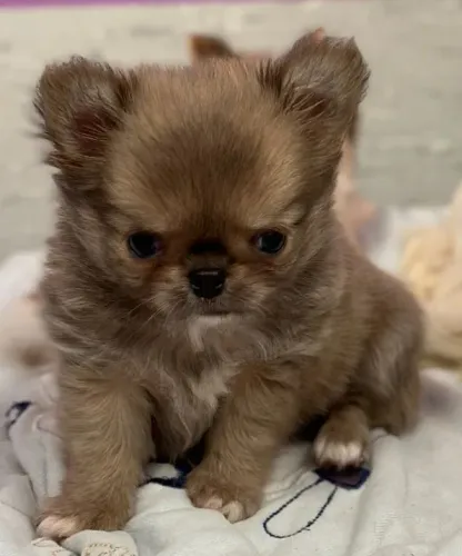 Chihuahua Fêmea Red: Amor e Lealdade em Um Só Filhote!