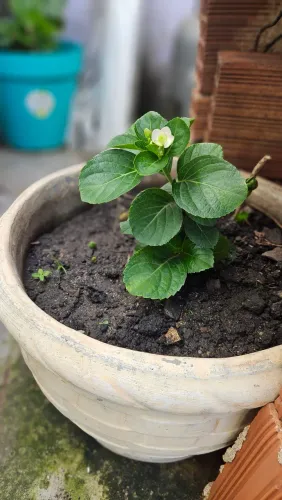 Muda de Hortênsia você ainda ganha, 3 mudas pequenas, glicose e saiao 