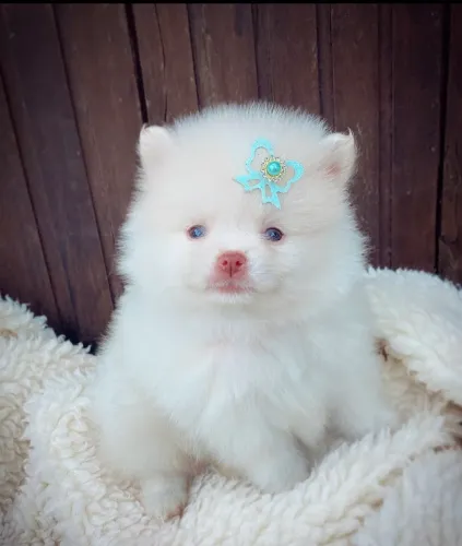Lulu da pomeranea vacinado 80 dias 