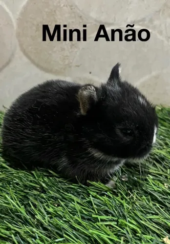 Coelhos Netherland Dwarf 