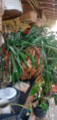 Cifra de veado grande