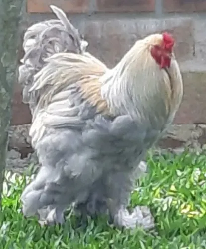 Pintinhos da raça Brahma