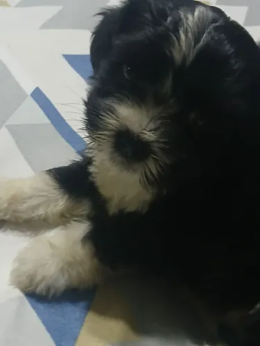 Vendo uma filhote de shitizu com 30 dias 