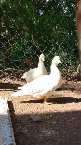 Animais de criação avícola