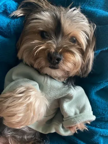 Yorkshire Um pet pronto para viver grandes momentos