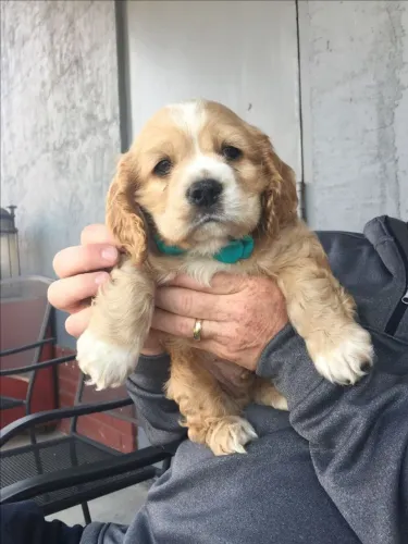 Cocker spaniel disponivel